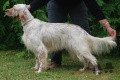 Setter Anglais ILBA DE LA FORÊT DE LA BRETESCHE Setter Anglais ILBA DE LA FORÊT DE LA BRETESCHE